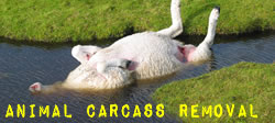 Animal Carcass Removalg