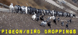 Pigeon, Bird and Animal Droppings